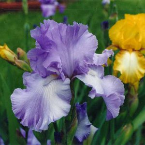 Irises bloom in April in the Veterans Memorial Garden in Branson, MO.